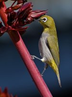 WhiteEye.jpg