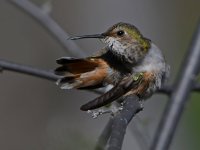 Hummer4.jpg