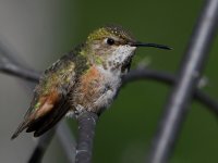 Hummer7.jpg