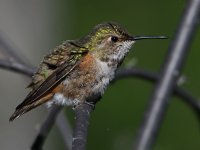 Hummer8.jpg