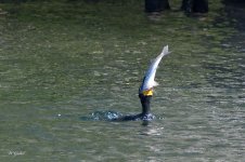 Cormorant eating a fish sm.jpg