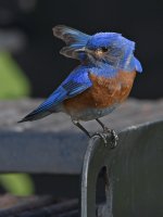 Bluebird8.jpg