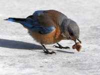Bluebird4.jpg