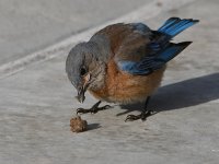 Bluebird21.jpg