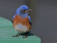 Bluebird22.jpg