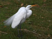 Egret2.jpg