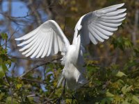 Egret4.jpg