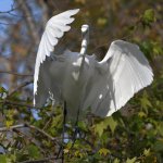 Egret3.jpg