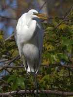 Egret6.jpg