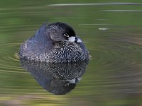 Grebe3.jpg