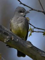 Kingbird6.jpg