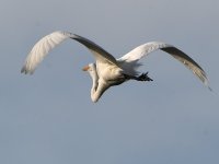 Egret8.jpg
