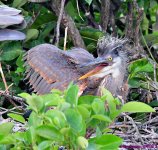 DSC_4886_001.JPG