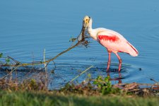 SpoonbillStick-592.jpg