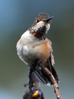Hummer3.jpg