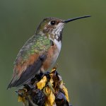 Hummer8.jpg