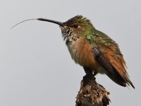 Hummer22.jpg