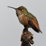Hummer23.jpg