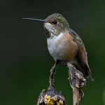 Hummer26.jpg