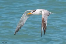 ElegantTernFlight-593.jpg