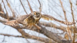 OwlFlight-593.jpg