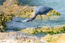 LittleBlue-593.jpg