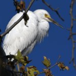 Egret.jpg