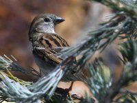 Sparrow4.jpg