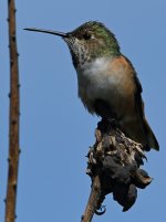 Hummer6.jpg