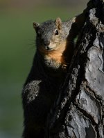 Squirrel2.jpg