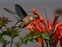 Hummer9.jpg