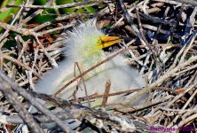 DSC_5048_001.JPG
