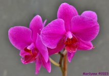 DSC_0271_001.JPG