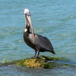 PelicanIsland-593.jpg