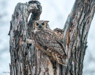 OwlPreDawn-593.jpg