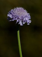 Agastache.jpg