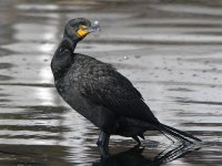 Cormorant.jpg