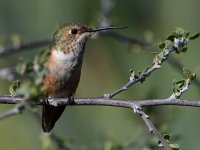 Hummer11.jpg