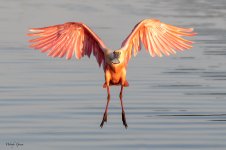 SpoonyLanding-593.jpg