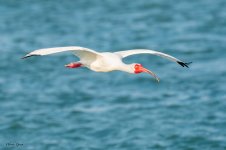 WhiteIbisFlight-594.jpg