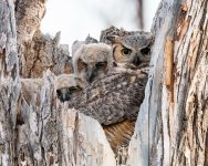 OwlNest-594.jpg