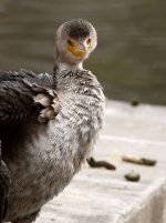 Cormorant2.jpg