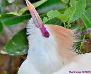 DSC_5117_001.JPG