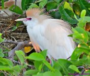 DSC_5131_001.JPG