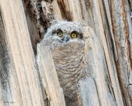 Owlet-594.jpg