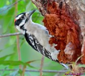 DSC_5166_001.JPG