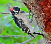 DSC_5178_001.JPG