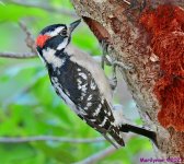 DSC_5181_001.JPG