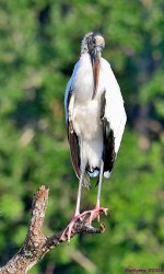 DSC_5198_001.JPG