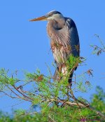 DSC_5215_001.JPG